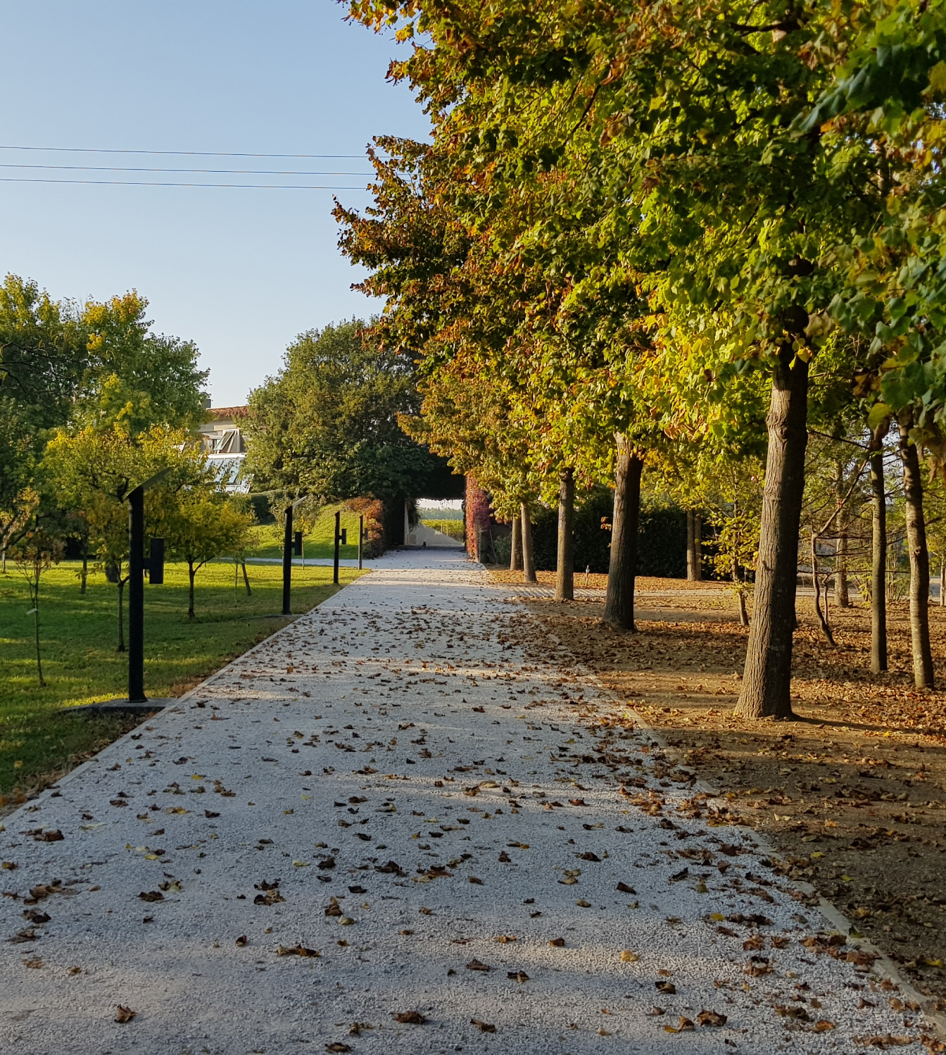 The tree-lined avenue leading to our green headquarters, representing our commitment to sustainability